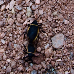 Two Ants Working Together